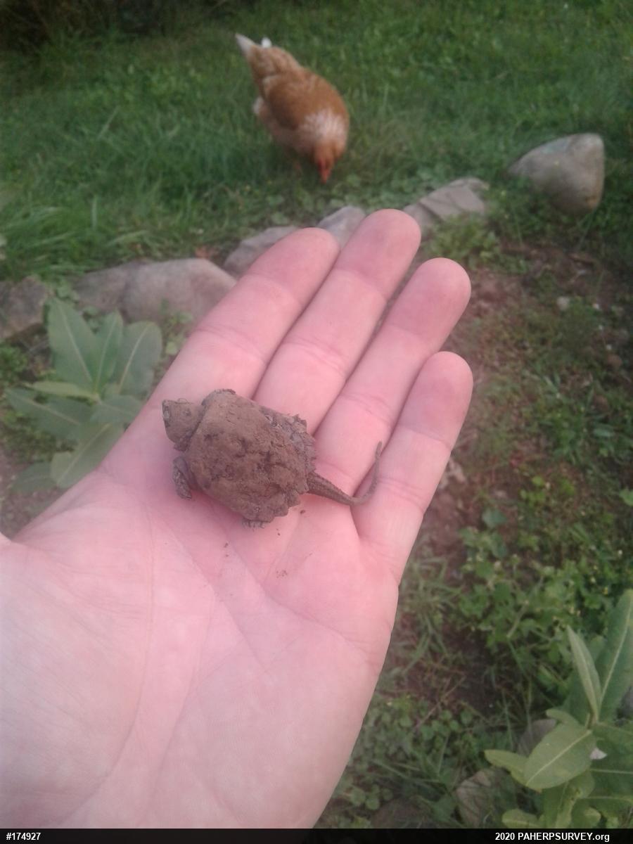 Snapping Turtle