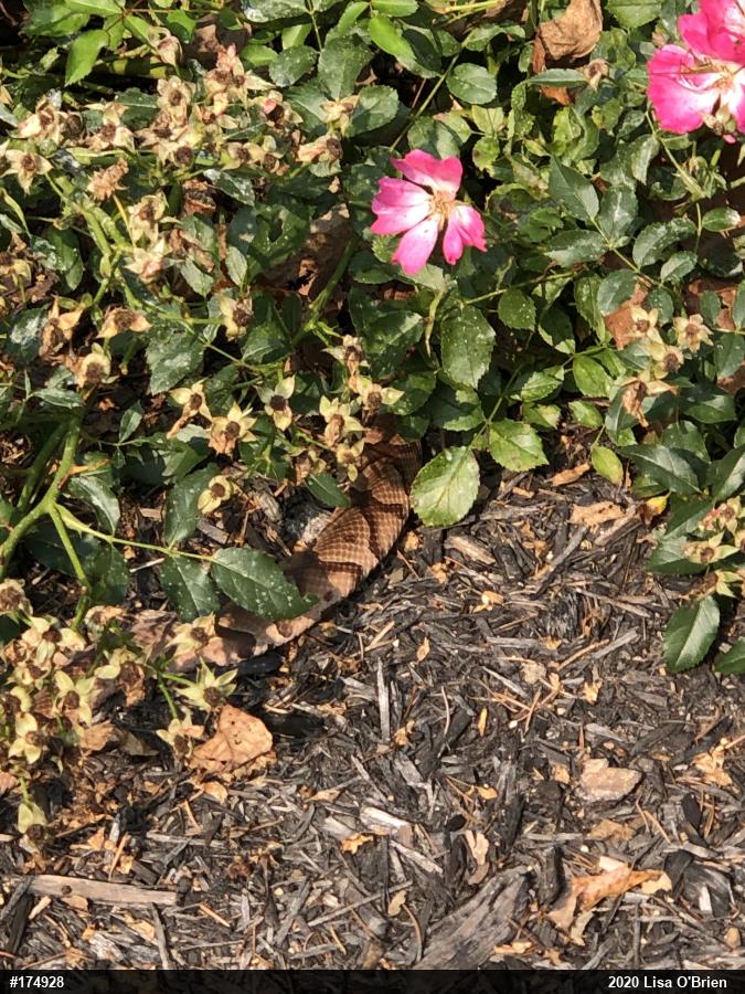 Northern Copperhead