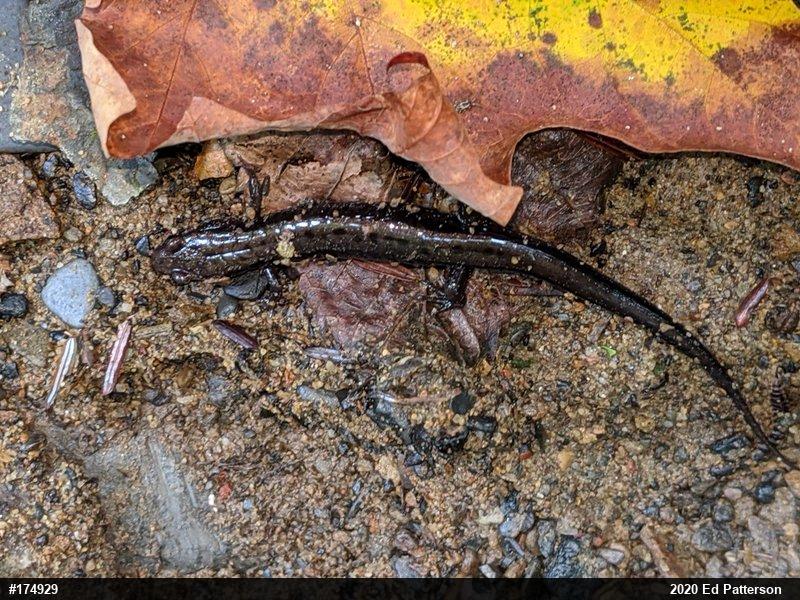 Allegheny Mountain Dusky Salamander