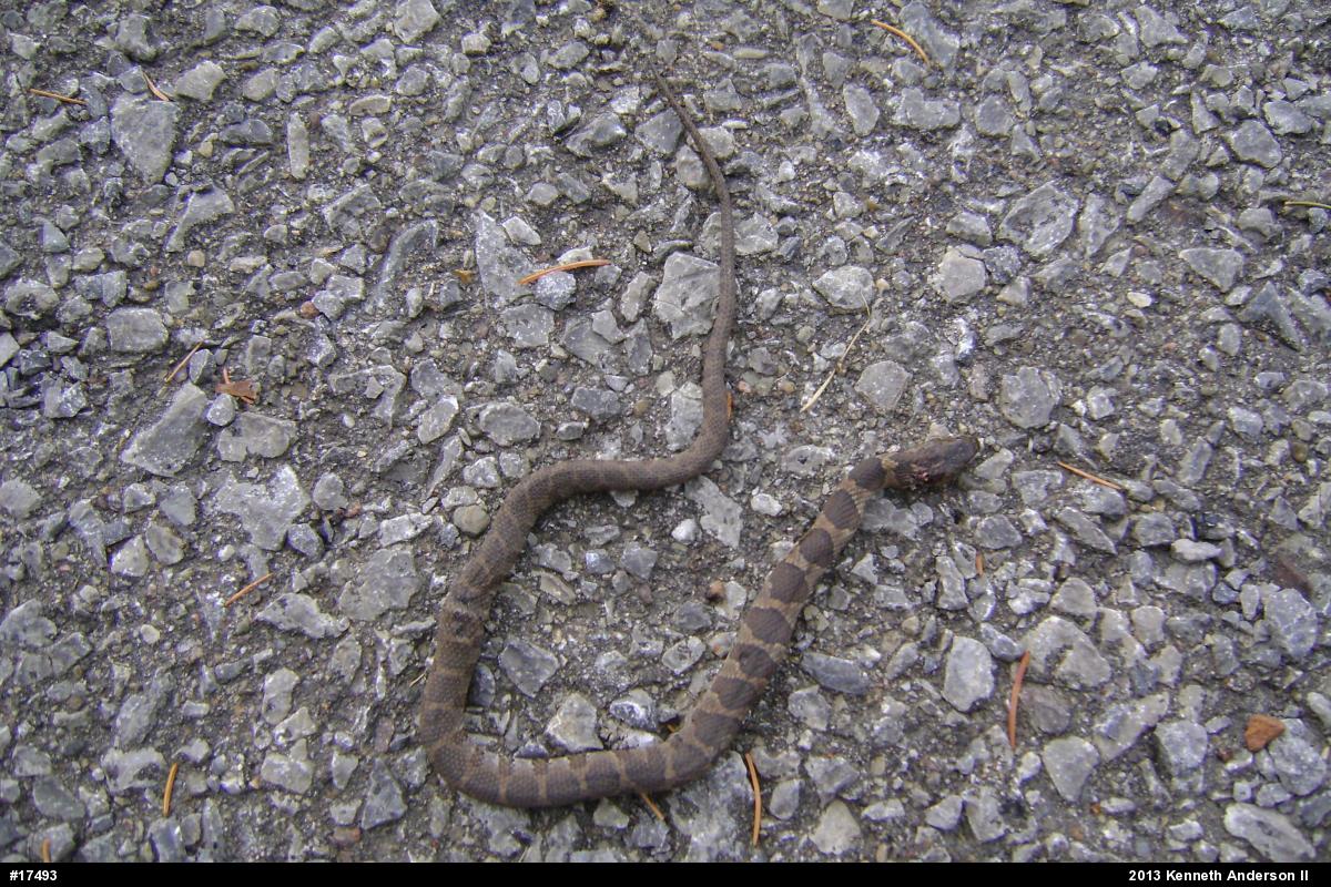 Northern Watersnake