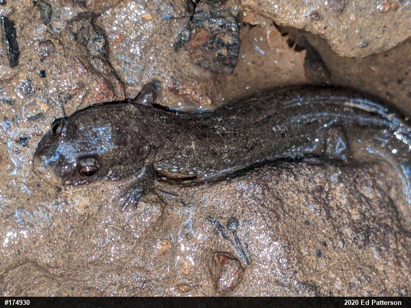 Northern Dusky Salamander