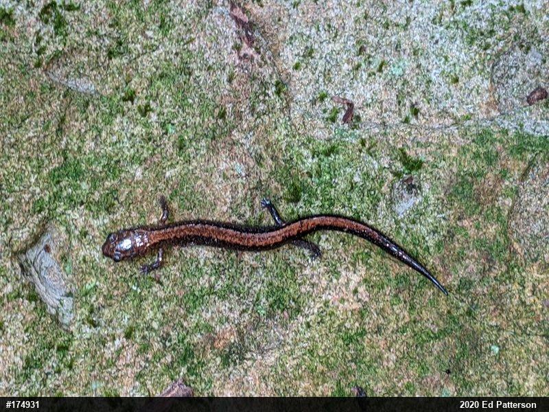 Eastern Red-backed  Salamander