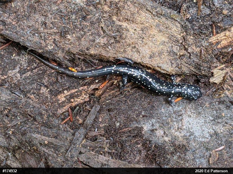 Northern Slimy Salamander