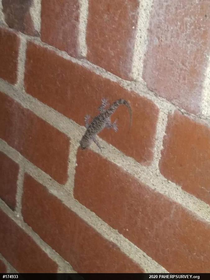 Mediterranean House Geckos