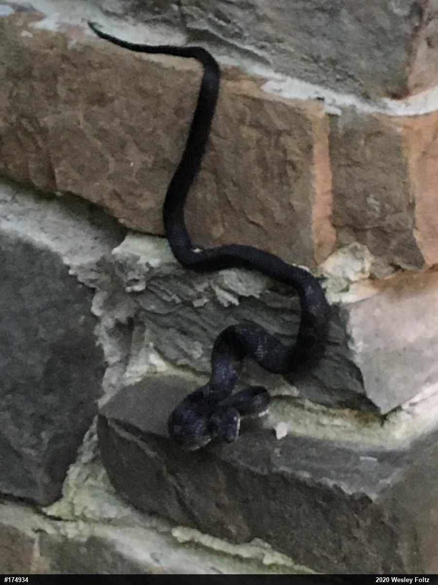 Eastern Ratsnake