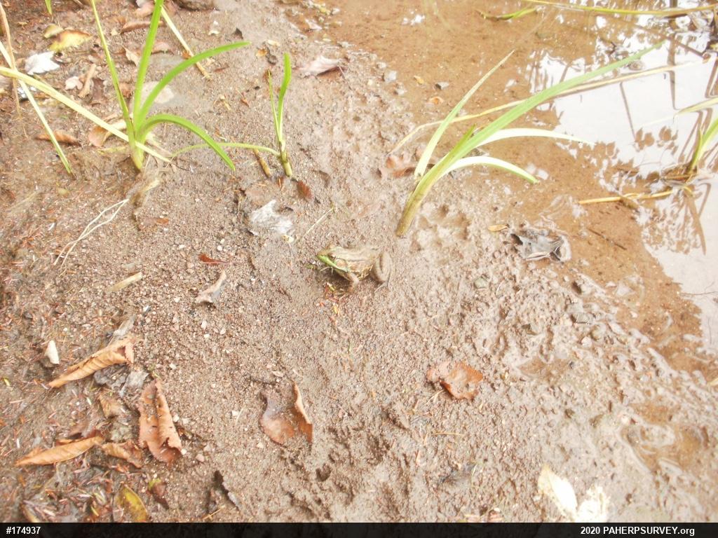 Green Frog