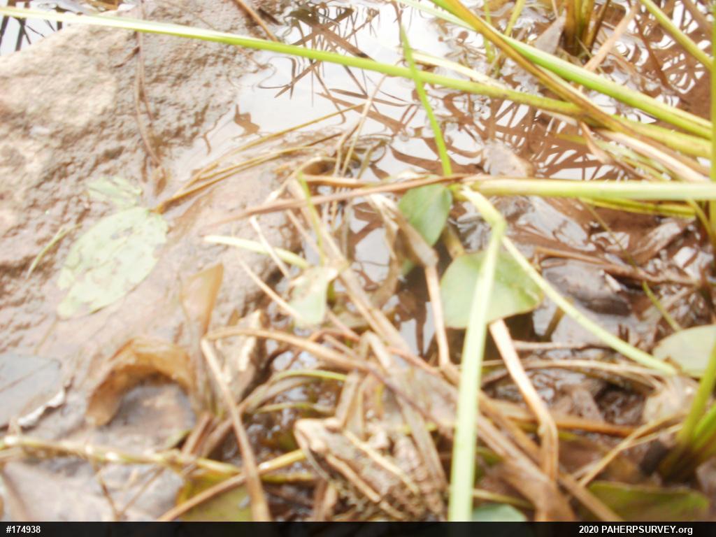 Pickerel Frog