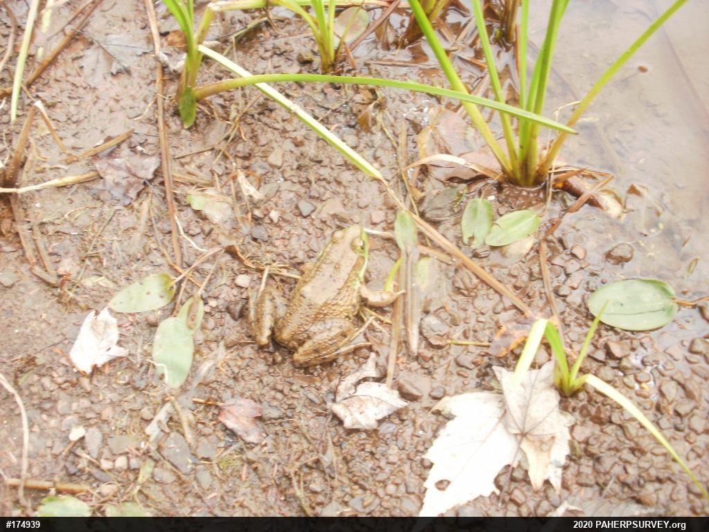 Green Frog