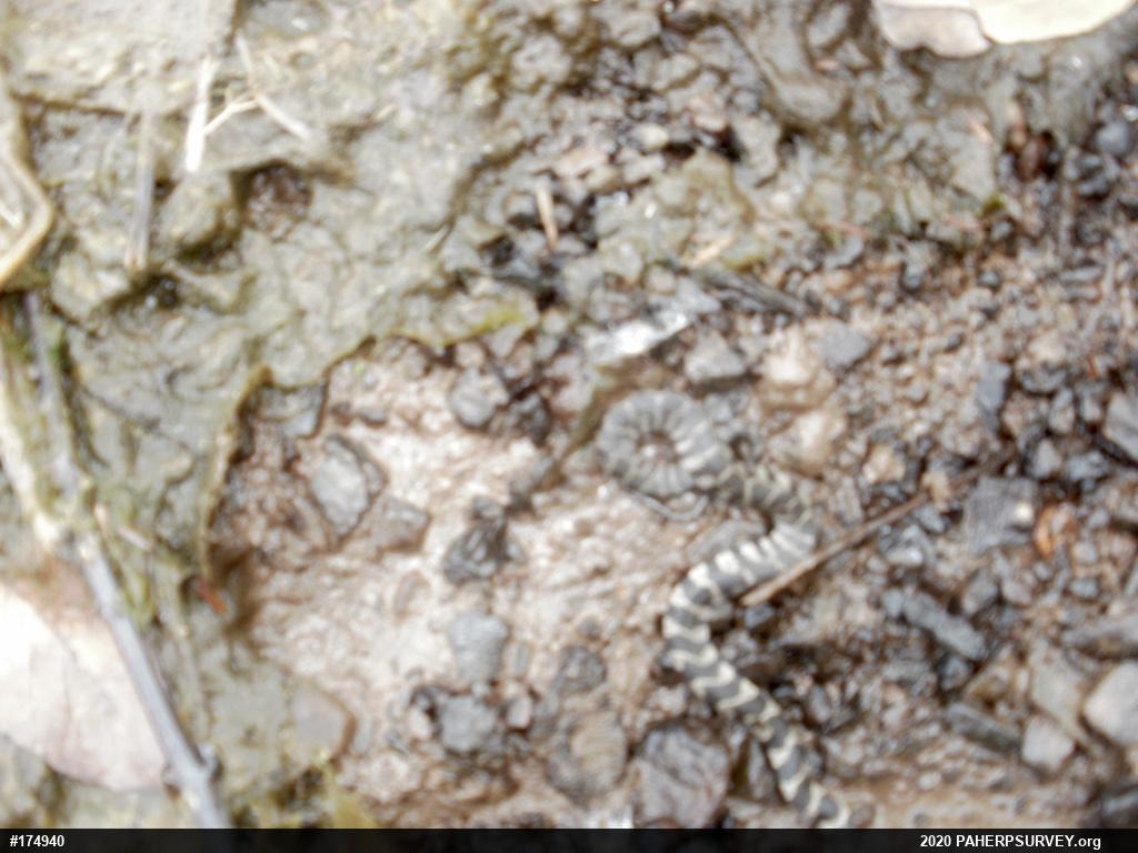 Northern Watersnake
