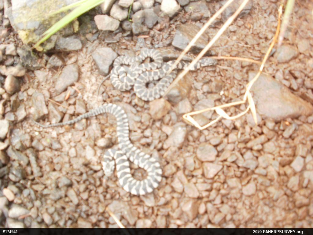 Northern Watersnake