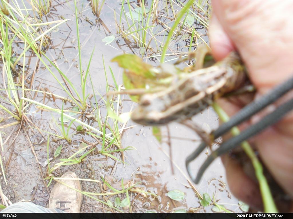 Pickerel Frog