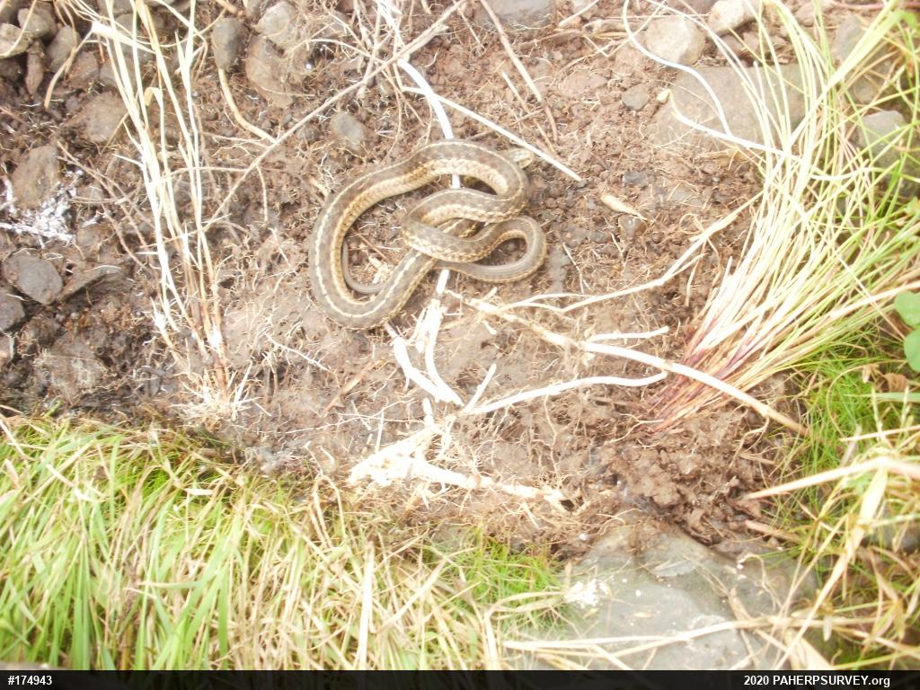 Eastern Gartersnake