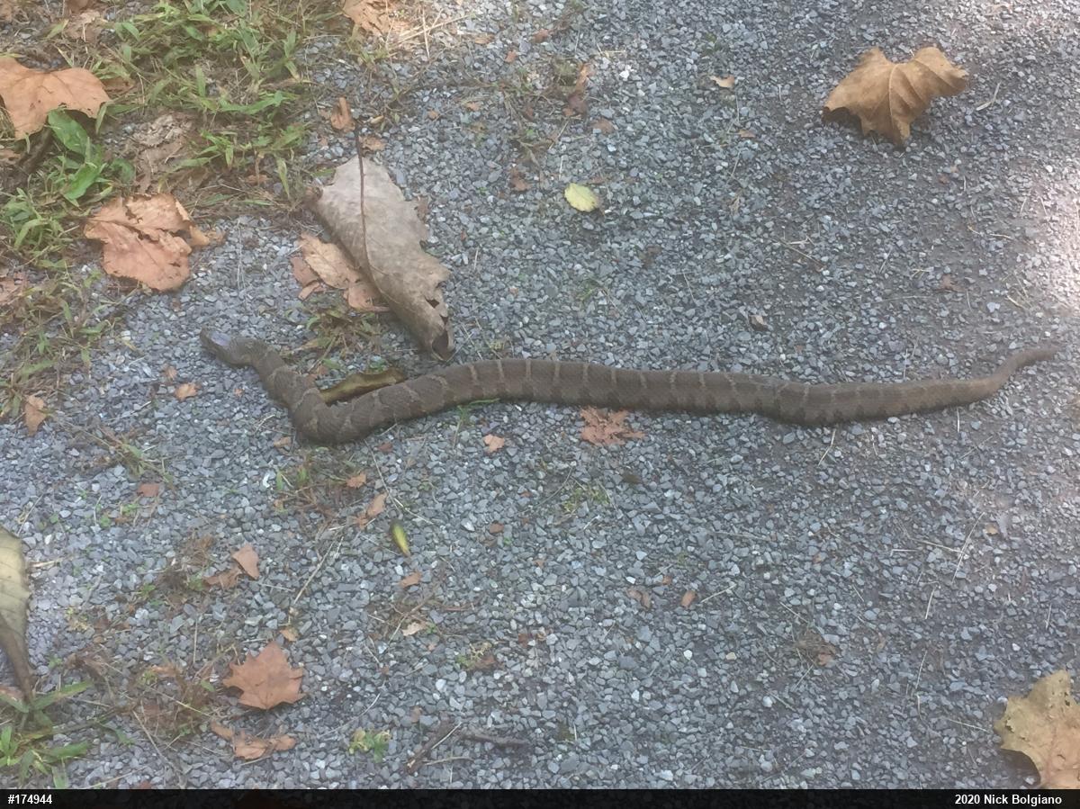 Northern Watersnake