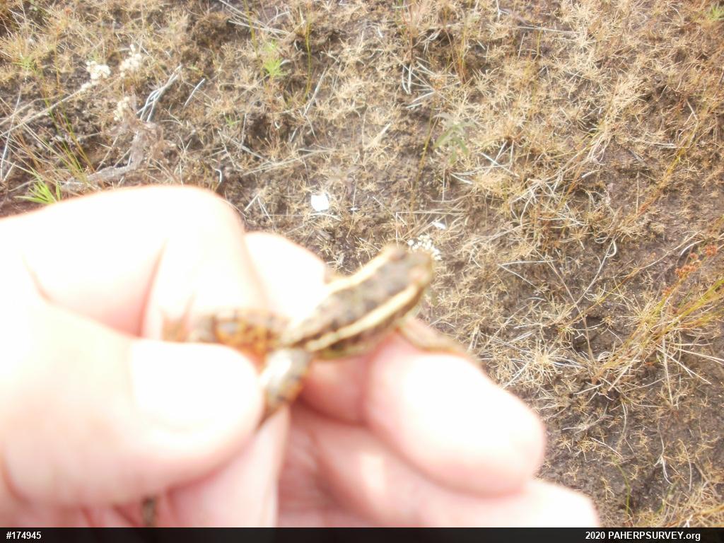 Pickerel Frog
