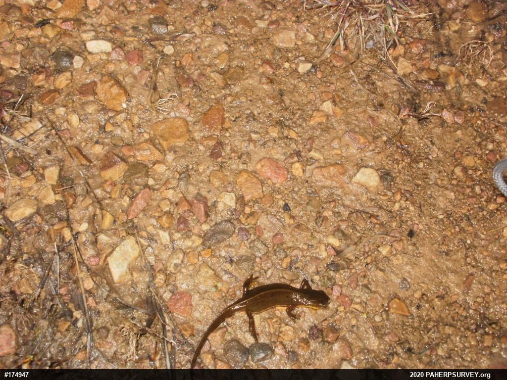 Red-spotted Newt