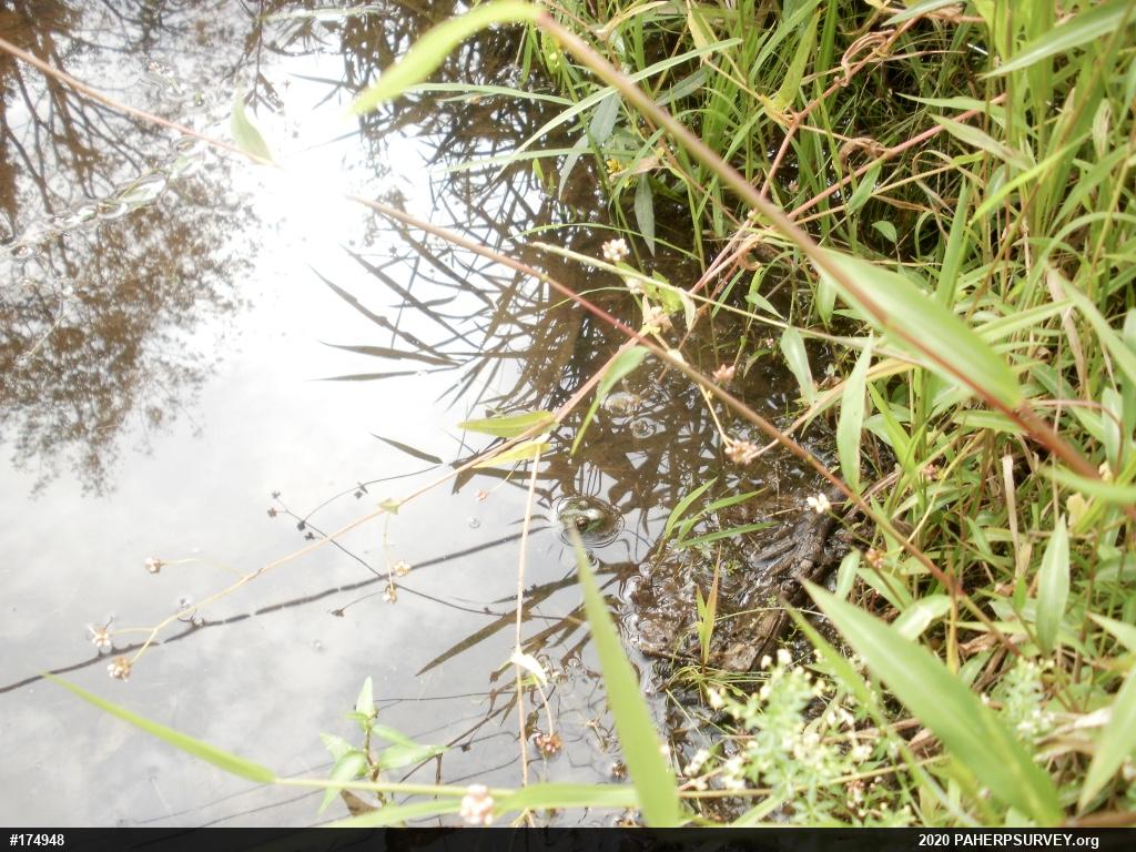 Green Frog