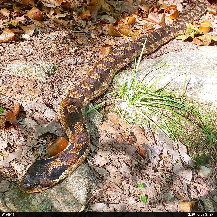Eastern Hog-nosed Snake