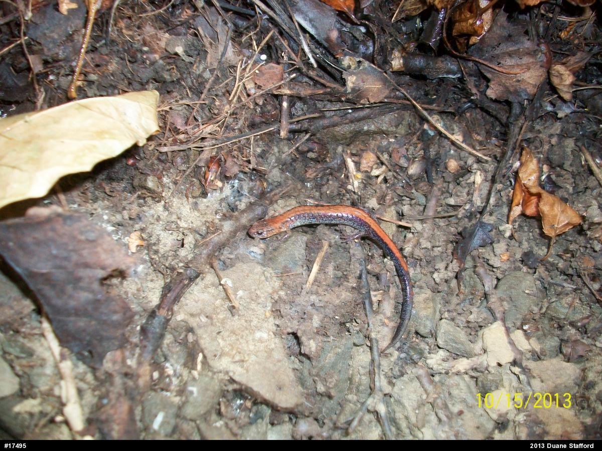 Eastern Red-backed  Salamander