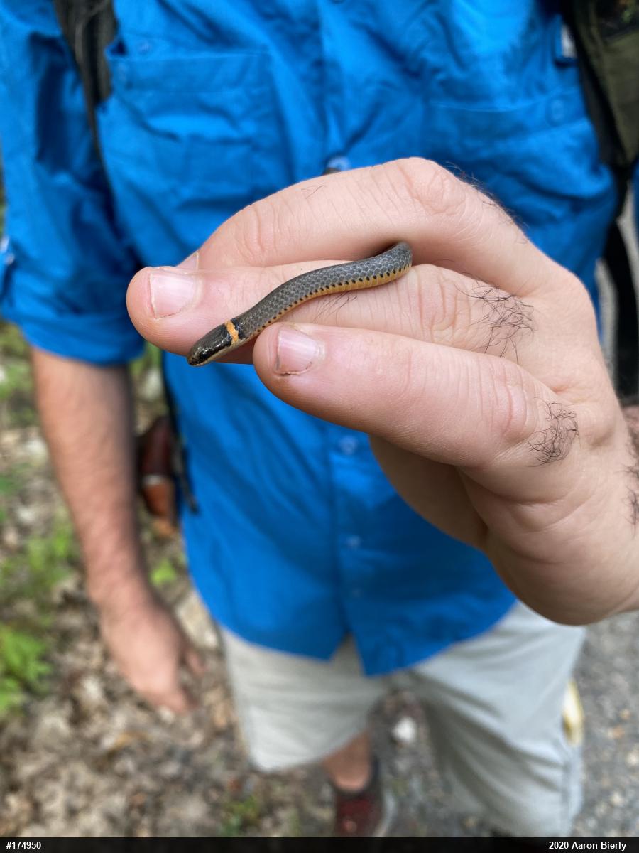 Northern Ring-necked Snake