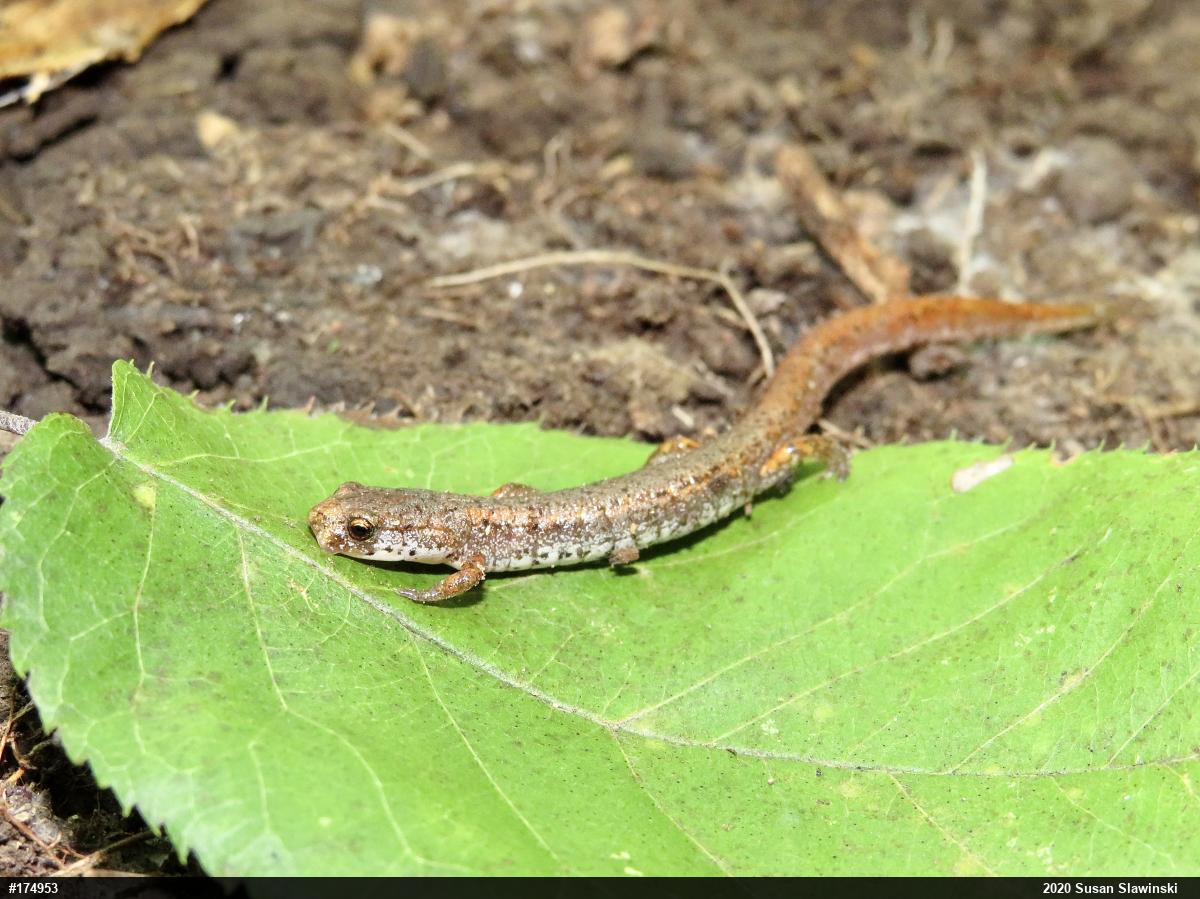 Four-toed Salamander