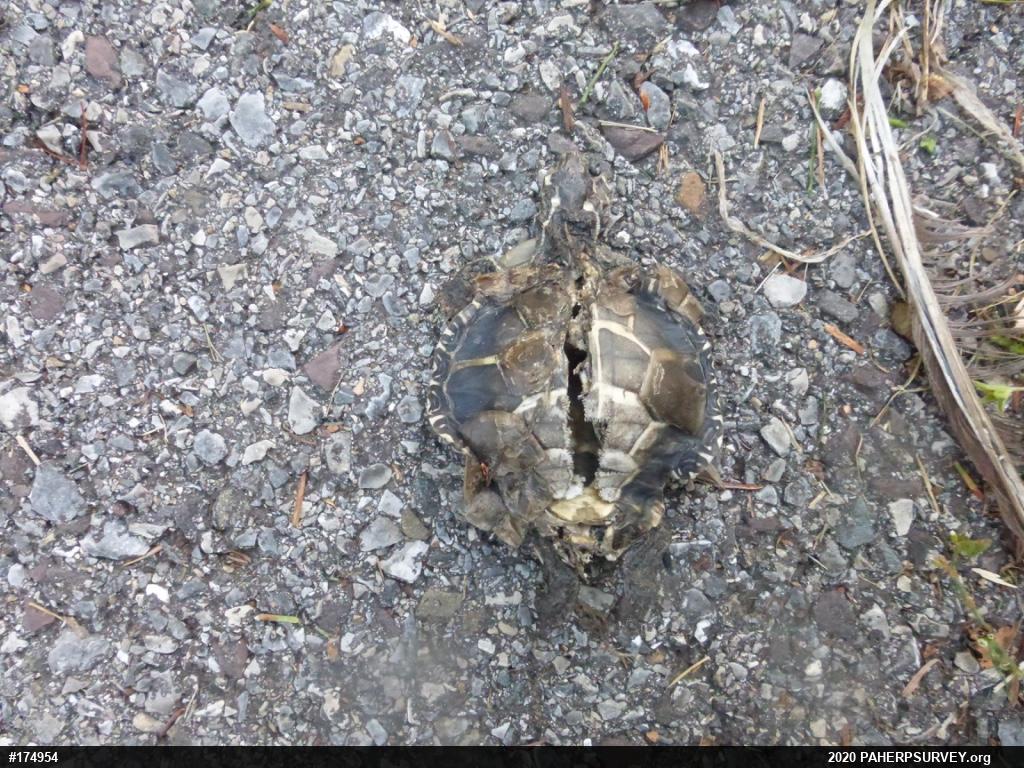 Painted Turtle