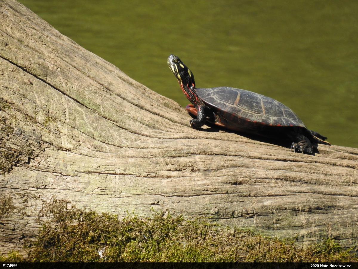 Eastern Painted Turtle