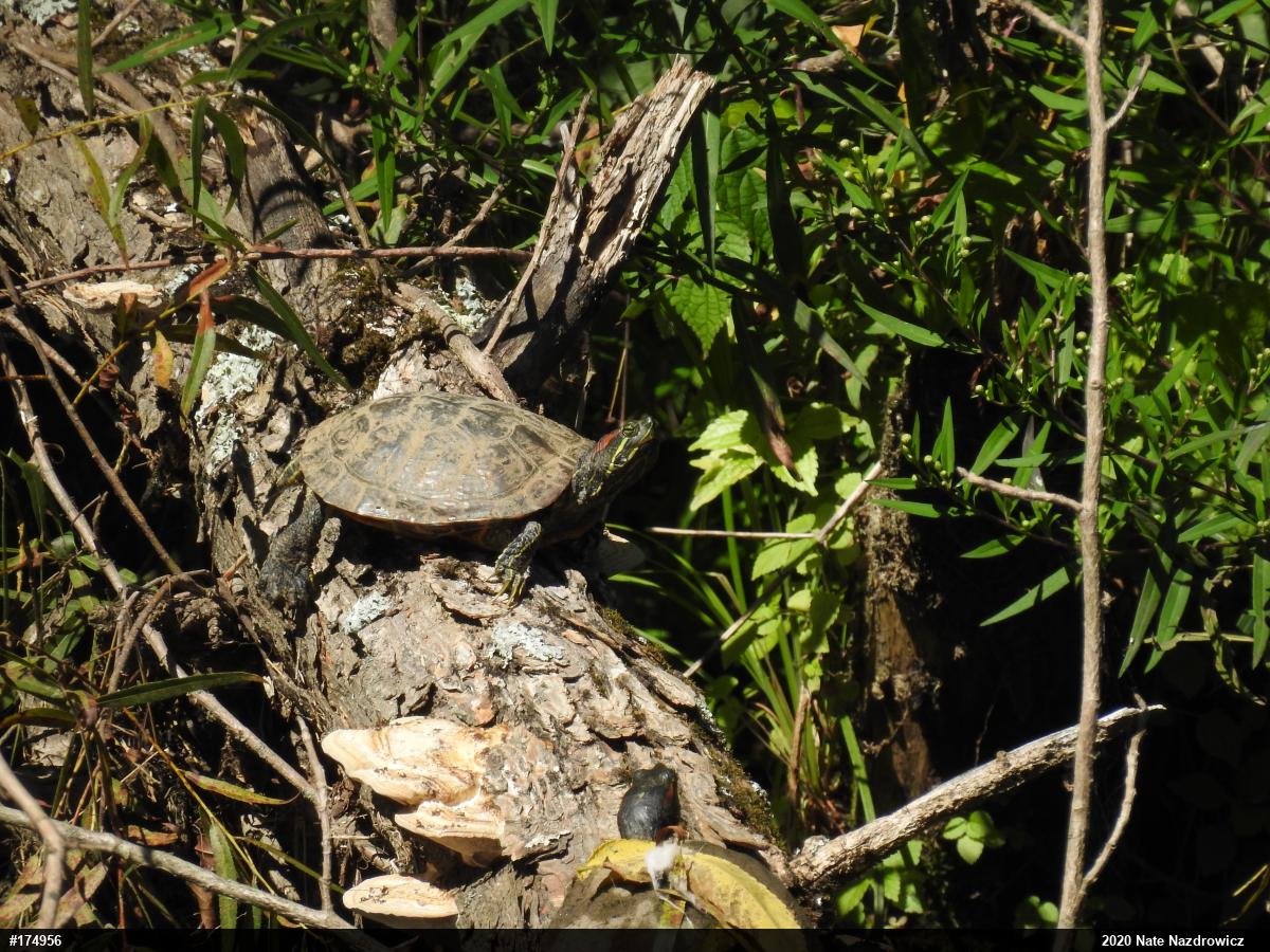 Red-eared Slider