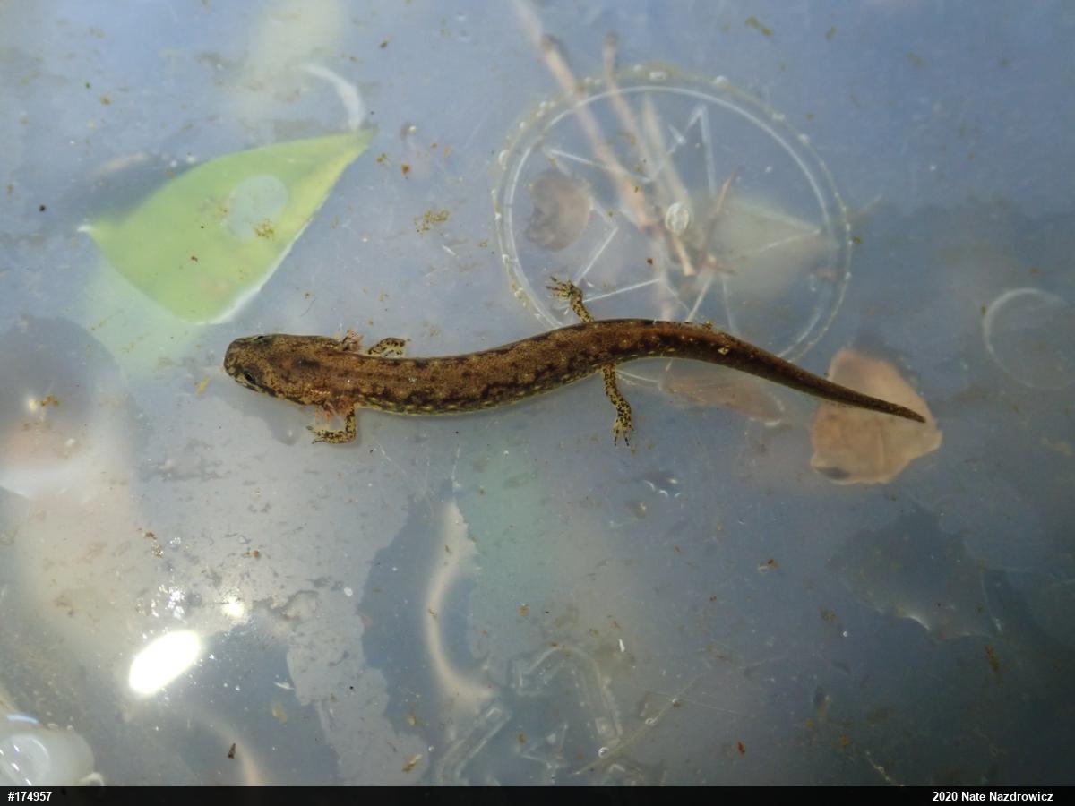 Northern Two-lined Salamander
