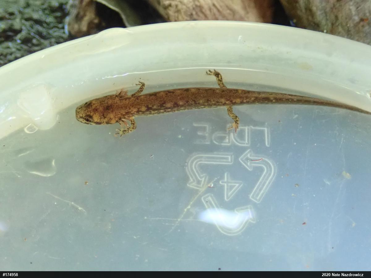 Northern Two-lined Salamander