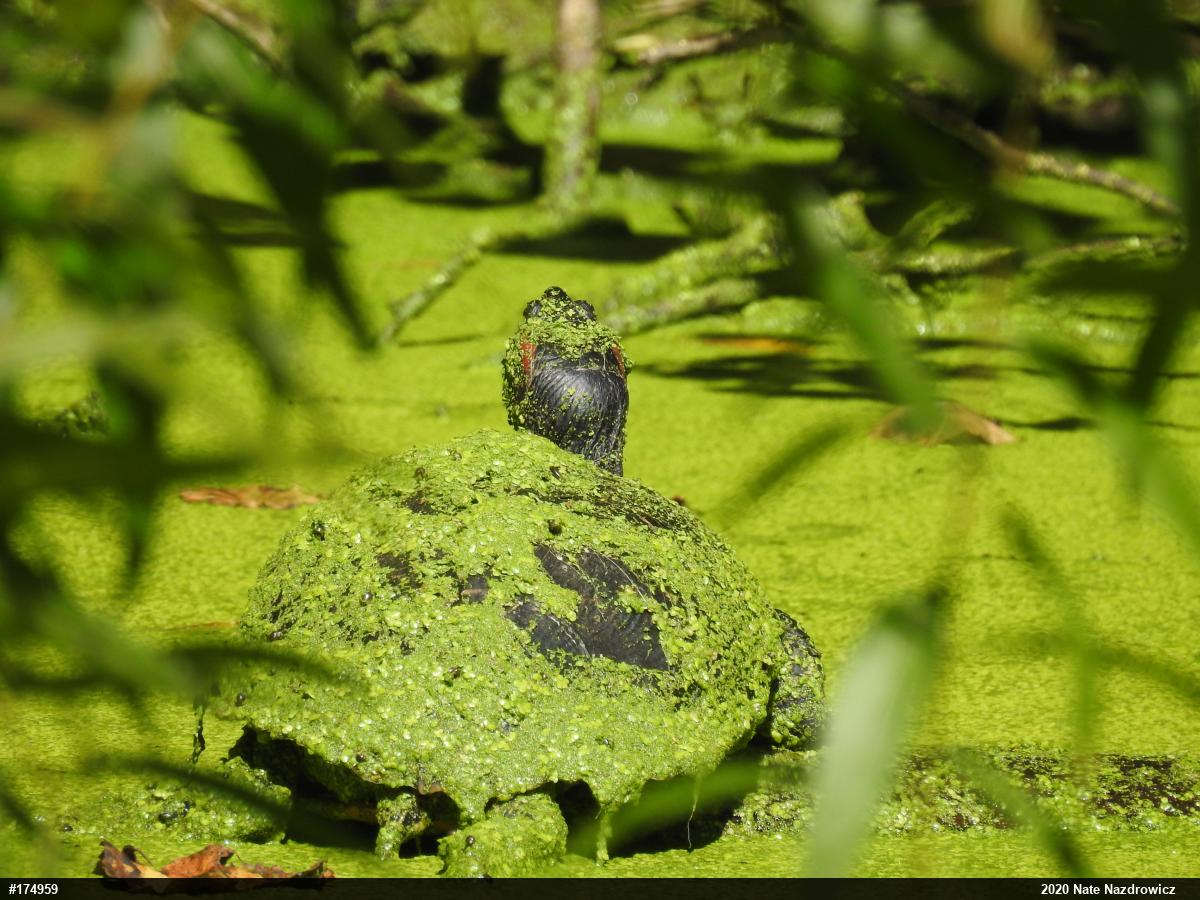 Red-eared Slider