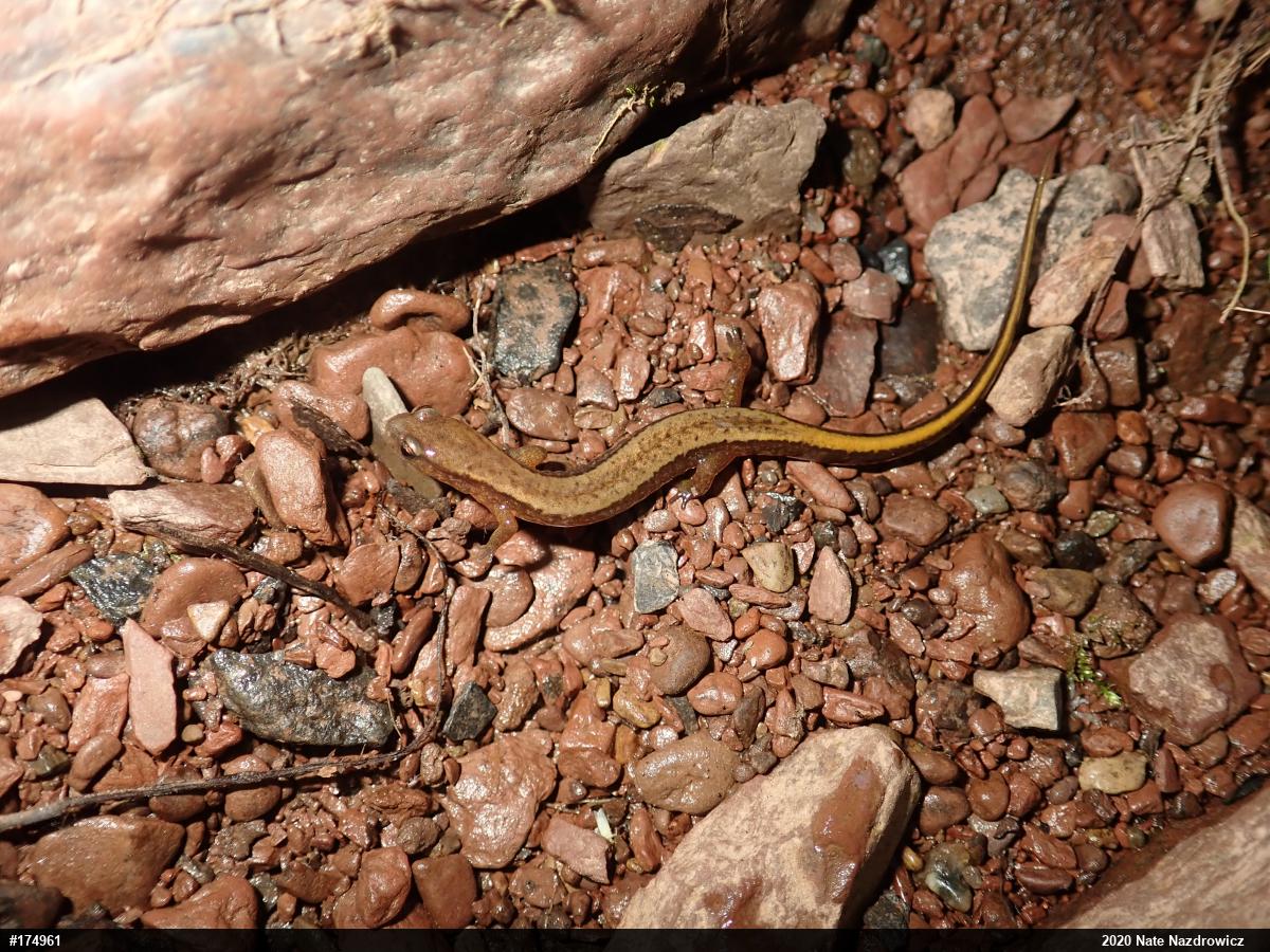 Northern Two-lined Salamander