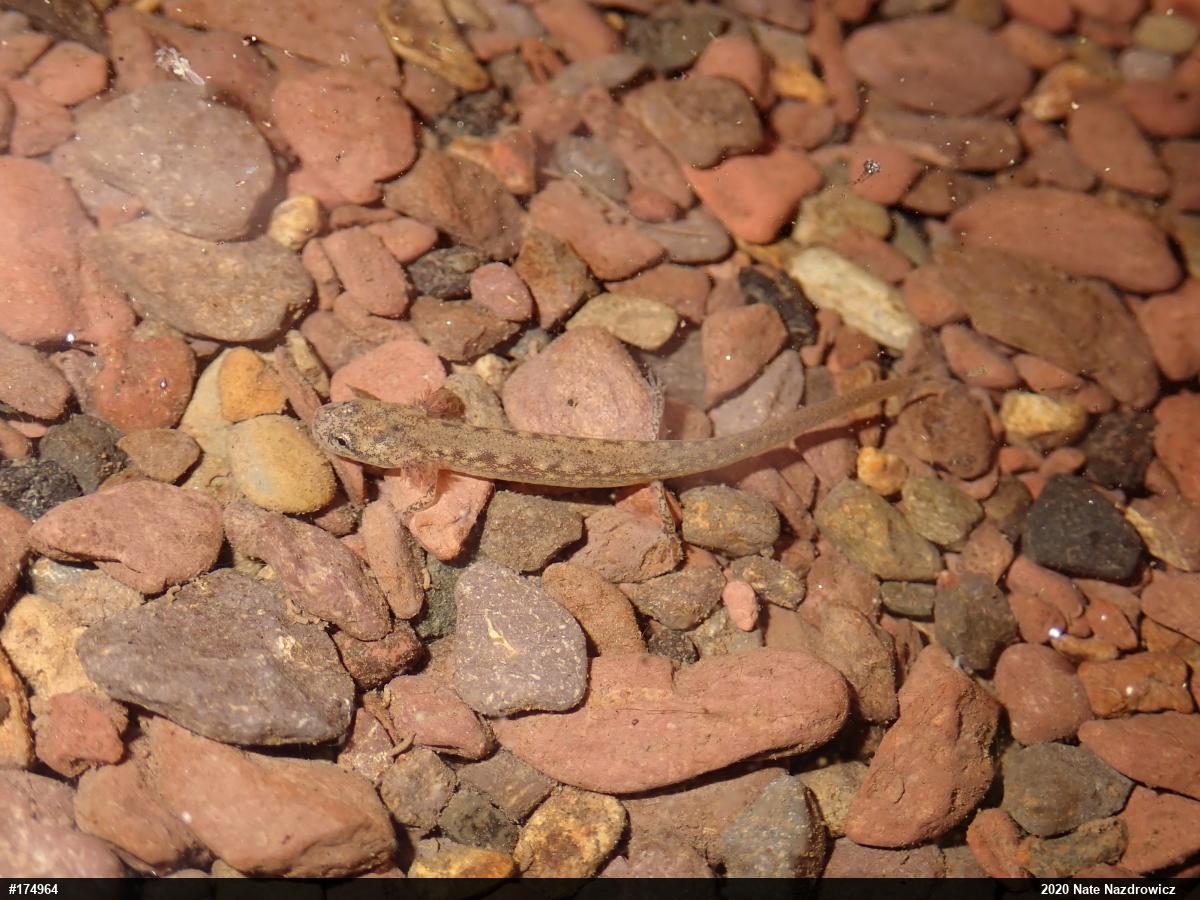 Northern Two-lined Salamander