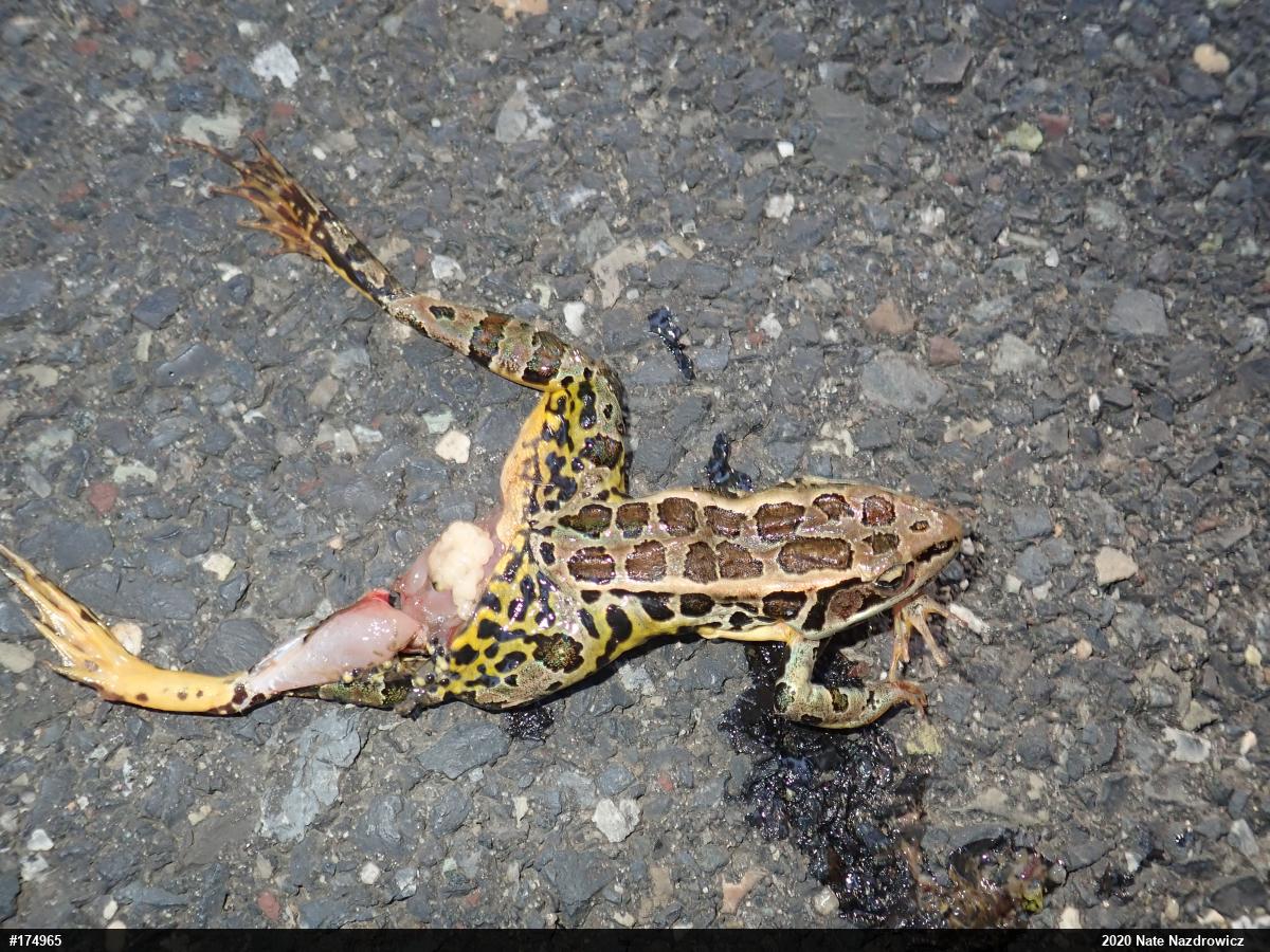 Pickerel Frog