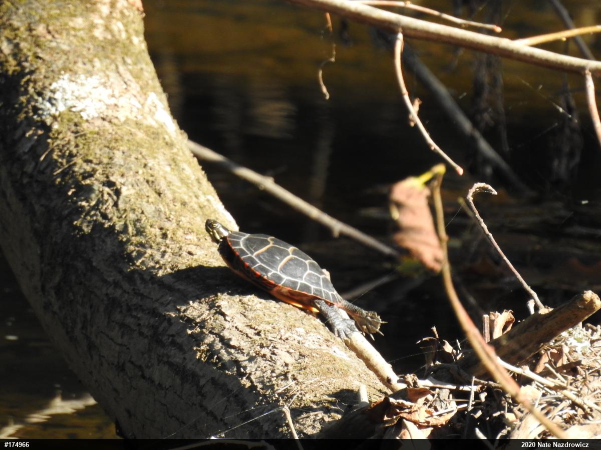 Painted Turtle