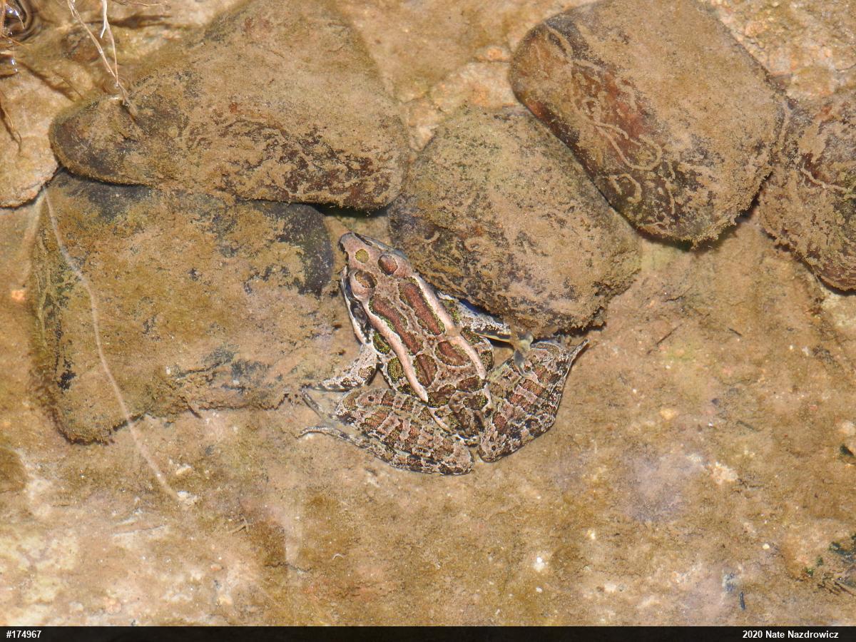 Pickerel Frog