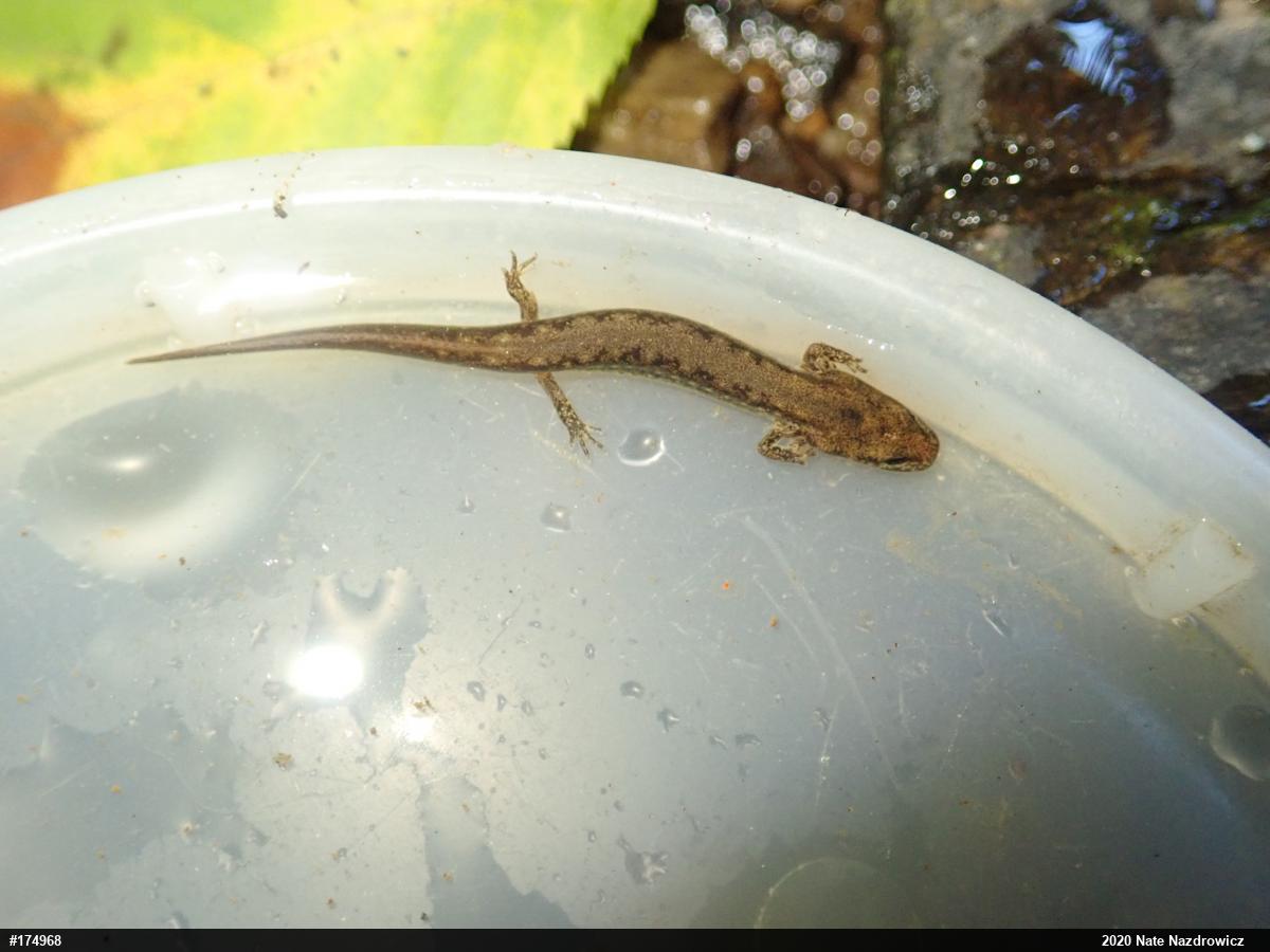 Northern Two-lined Salamander