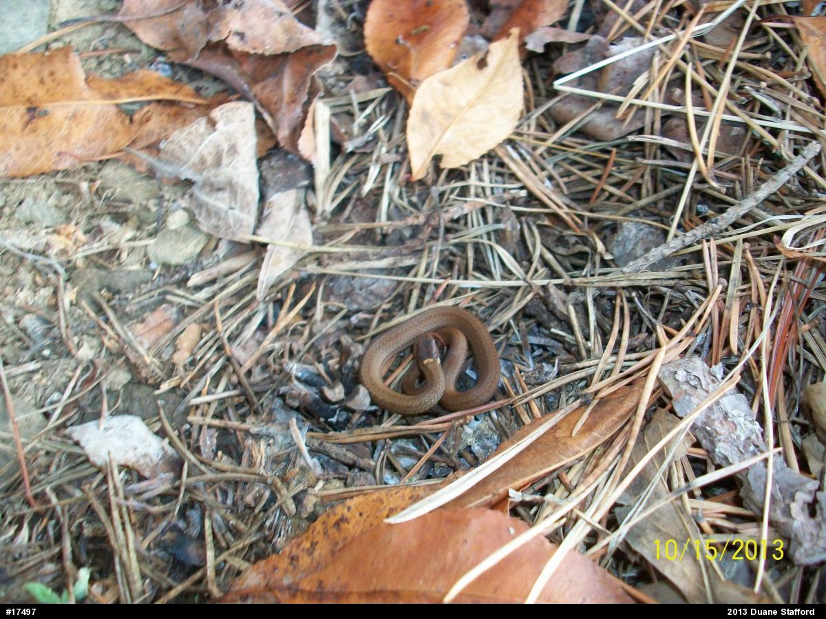 Red-bellied Snake