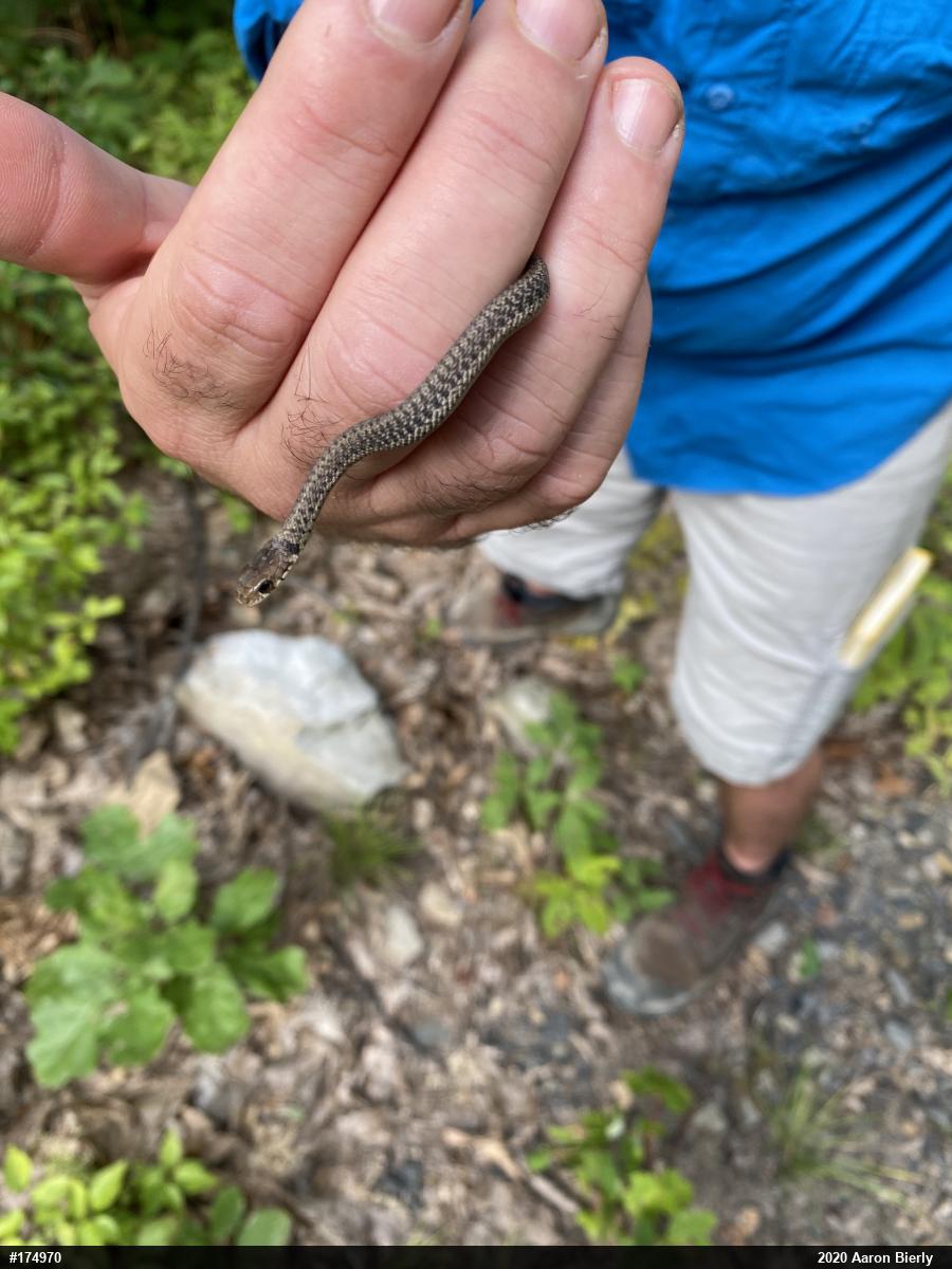 Eastern Gartersnake