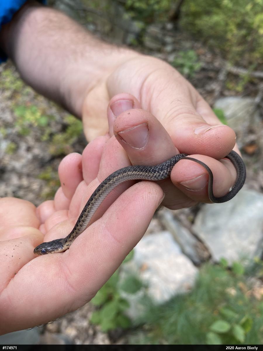 Eastern Gartersnake
