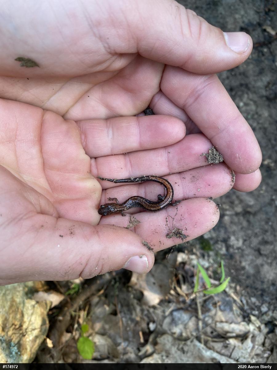 Eastern Red-backed  Salamander