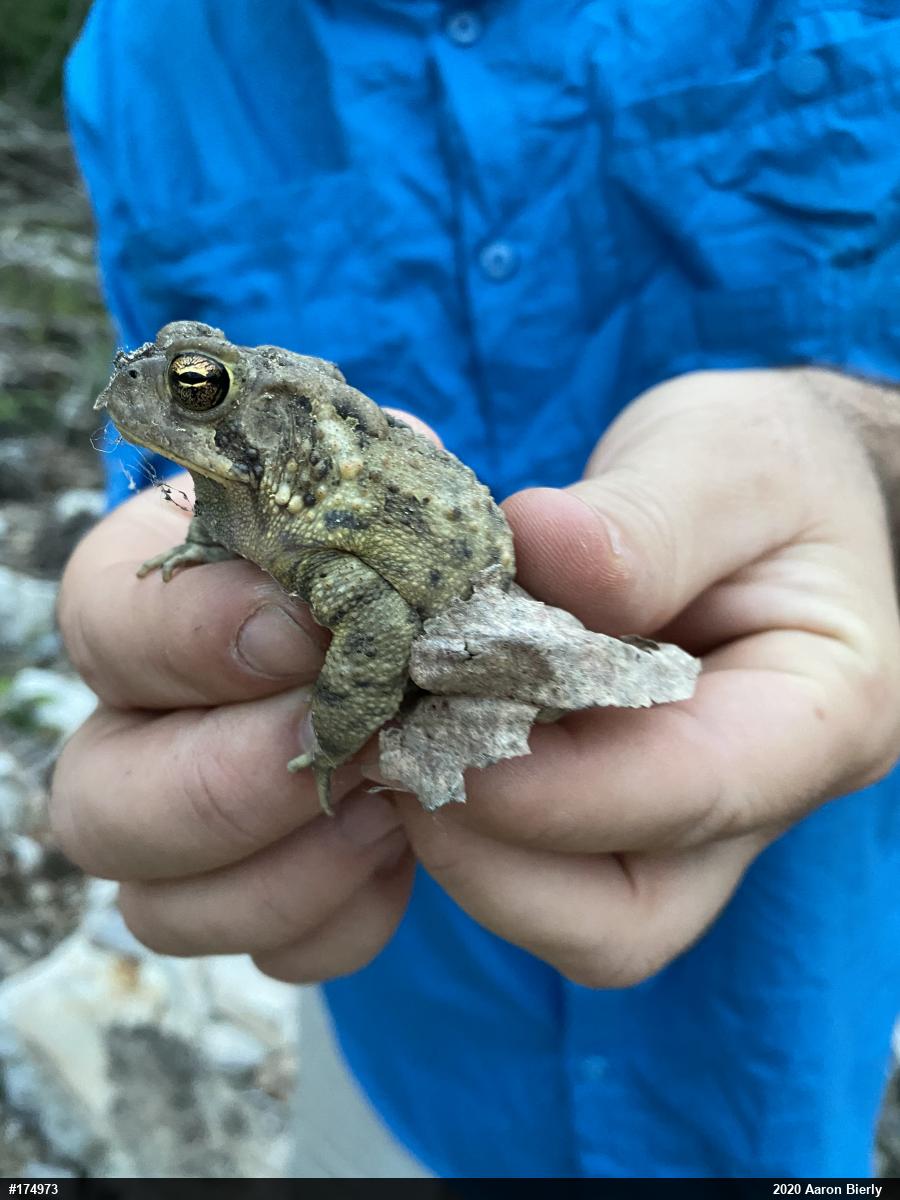 Eastern American Toad