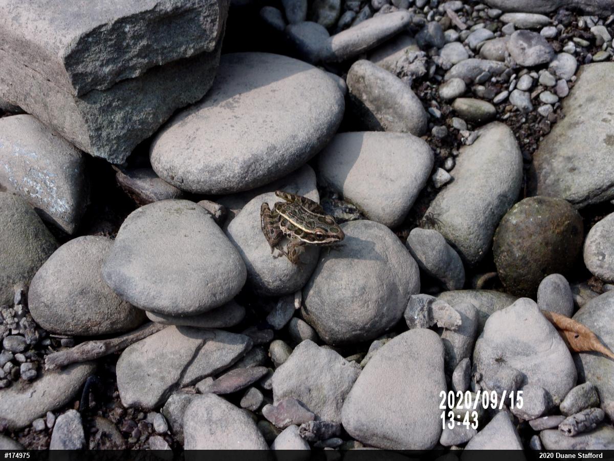 Pickerel Frog