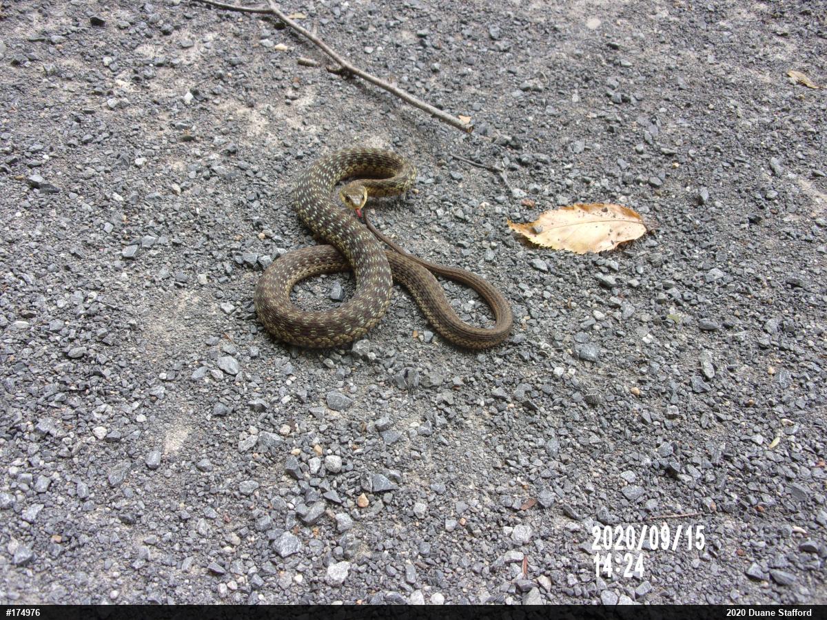 Eastern Gartersnake