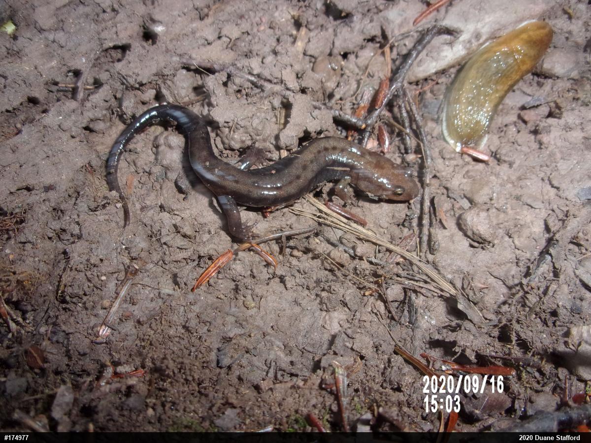 Allegheny Mountain Dusky Salamander