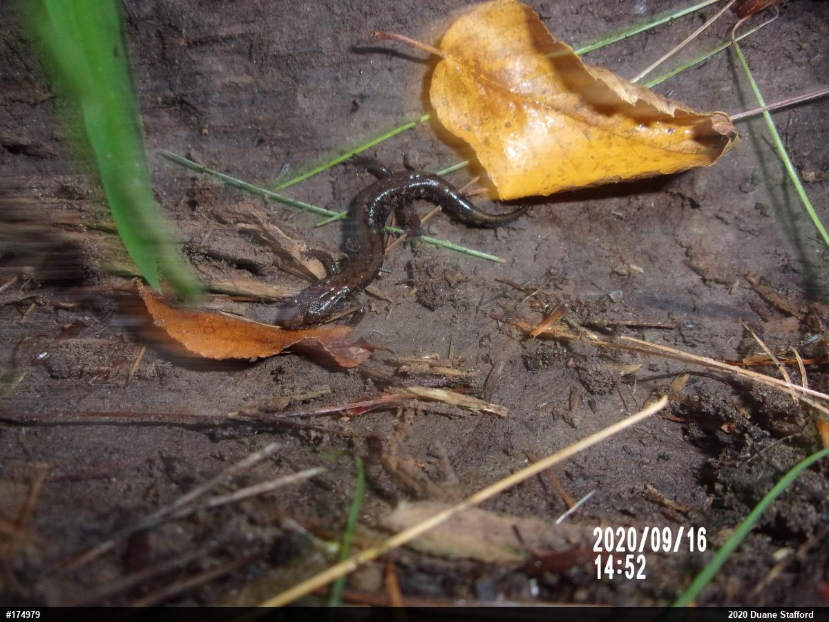 Allegheny Mountain Dusky Salamander