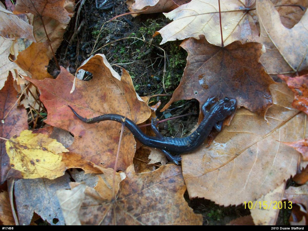 Wehrle's Salamander