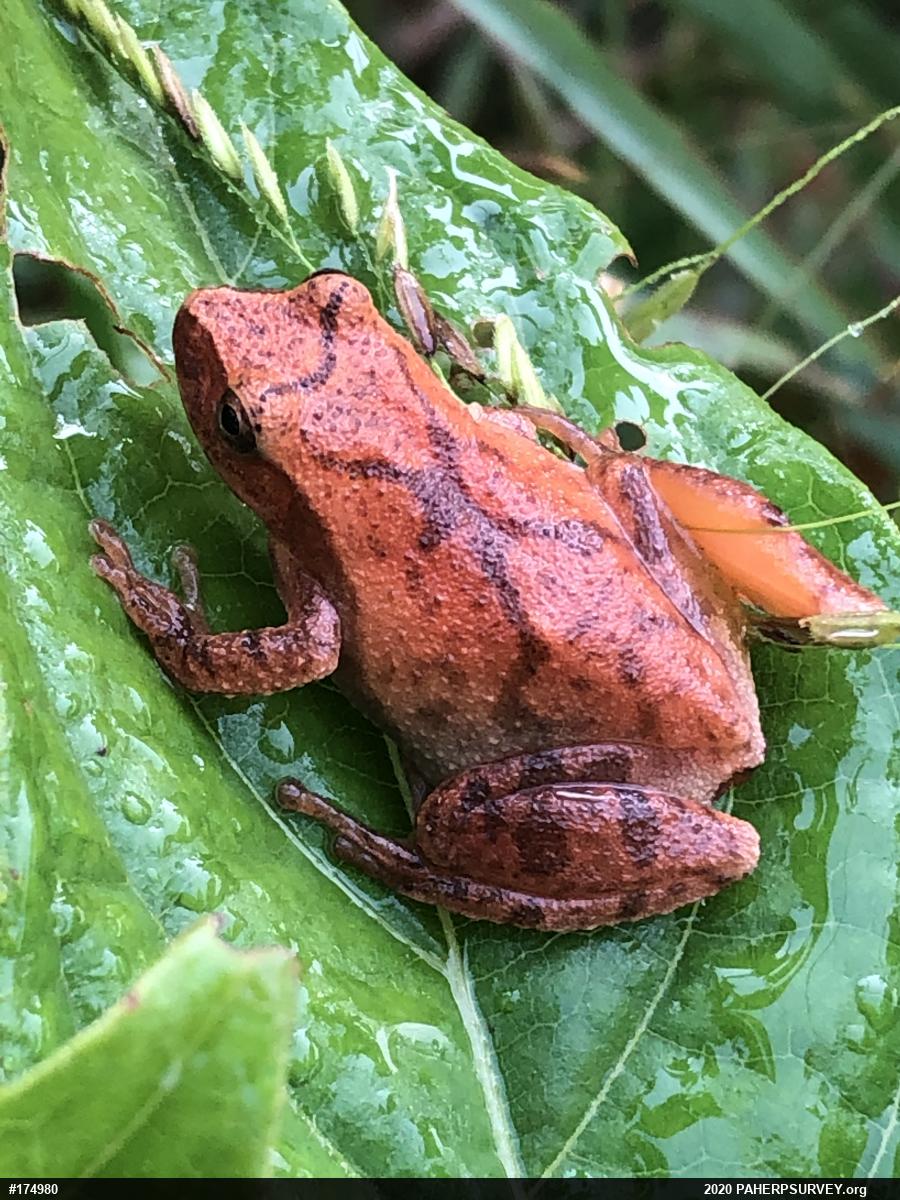Spring Peeper