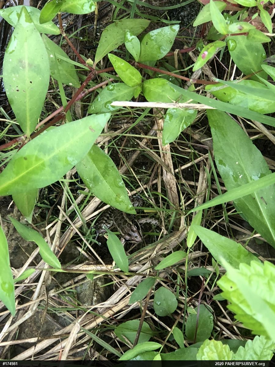 Pickerel Frog