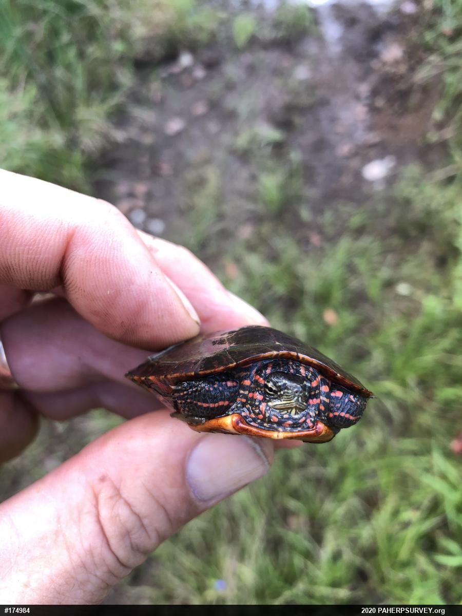 Midland Painted Turtle