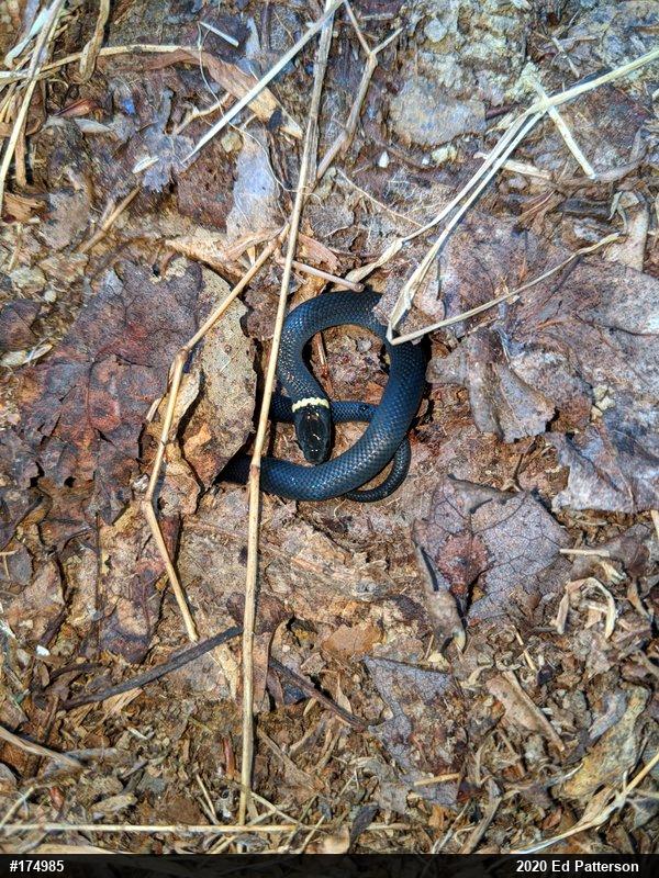 Northern Ring-necked Snake